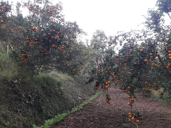 कार्यक्रम कार्यान्वयन एकाई, तेह्रथुम Slider Image 10