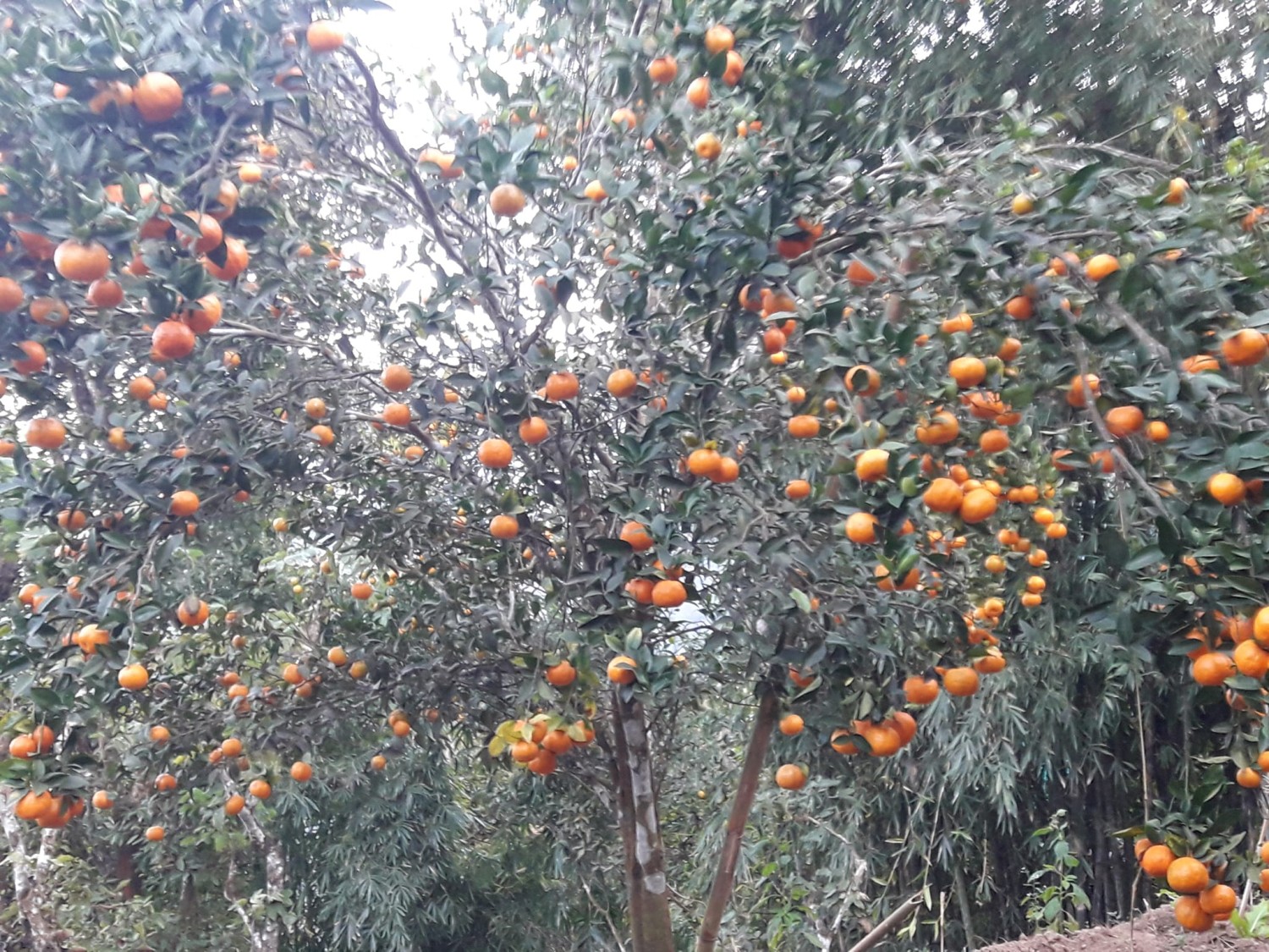 कार्यक्रम कार्यान्वयन एकाई, तेह्रथुम Slider Image 9