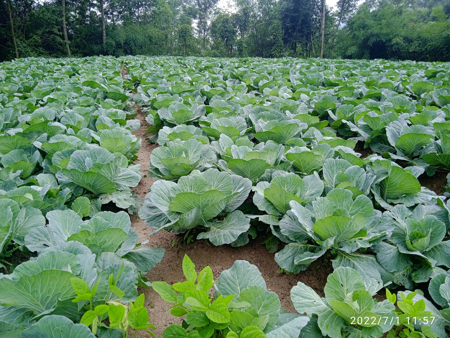 कार्यक्रम कार्यान्वयन एकाई, तेह्रथुम Slider Image 4